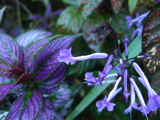 Plectranthus Verticillatus